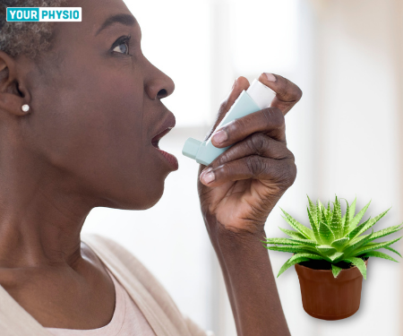 Aloe Vera and Asthma Treatment: How Can Aloe Vera Cure Asthma